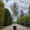Chinese treurwilg | Hoogstam