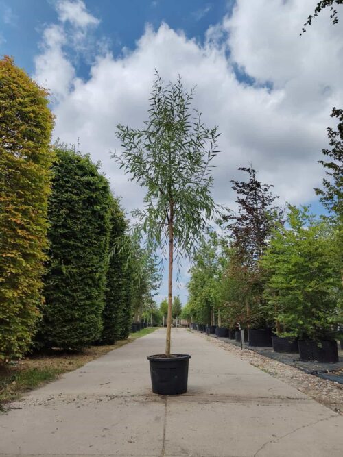 Chinese treurwilg | Hoogstam