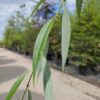 Chinese treurwilg | Hoogstam