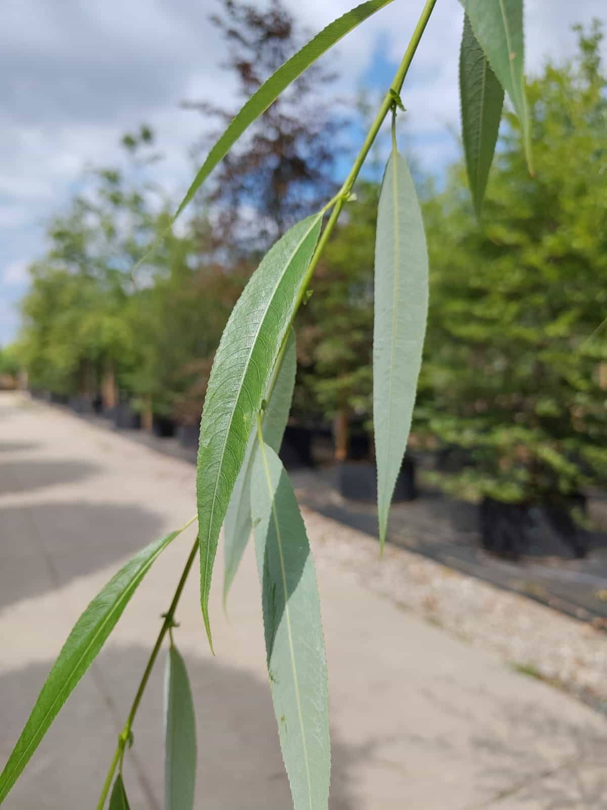 Chinese treurwilg | Hoogstam