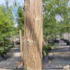 Chinese treurwilg | Hoogstam