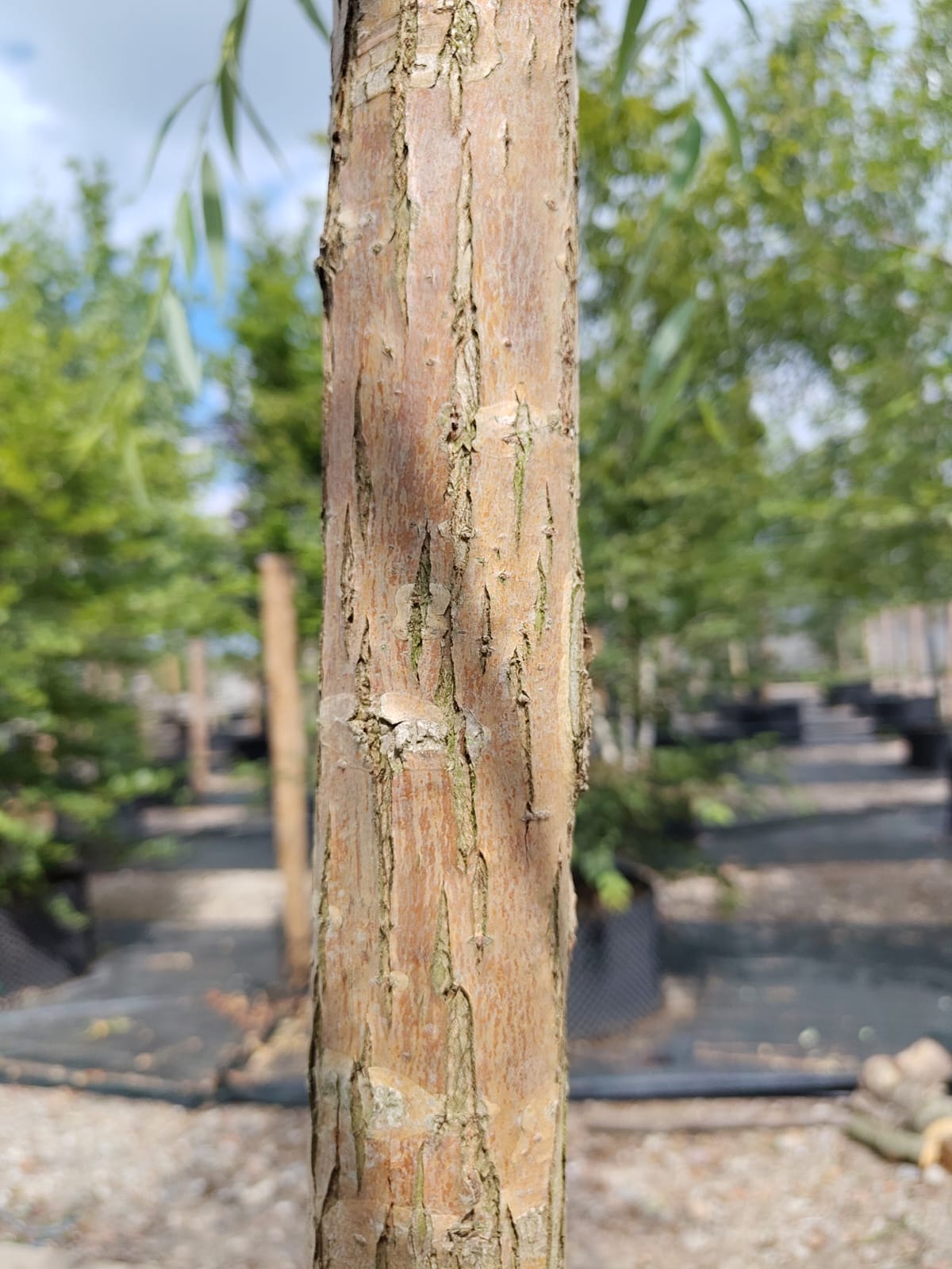 Chinese treurwilg | Hoogstam