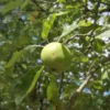 Karakteristieke Appelboom | Hoogstam