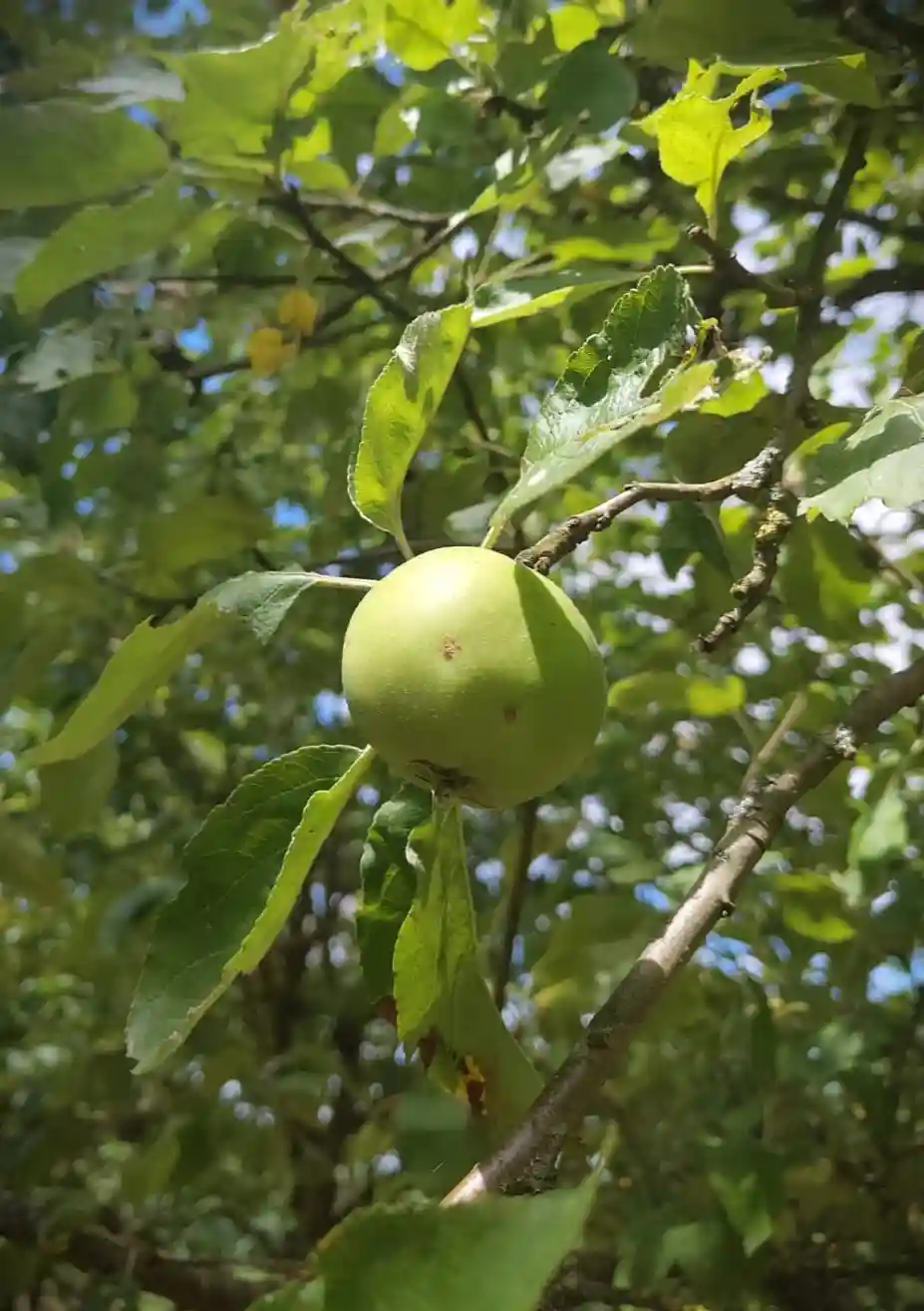 Karakteristieke Appelboom | Hoogstam