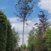 Geveerdbladige witte els | Hoogstam