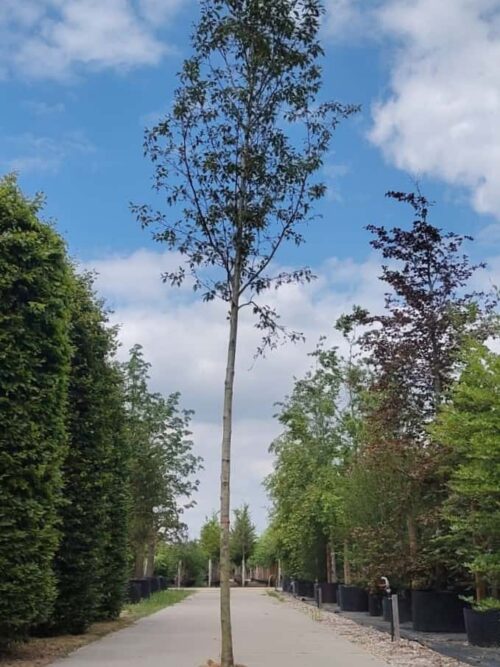 Geveerdbladige witte els | Hoogstam