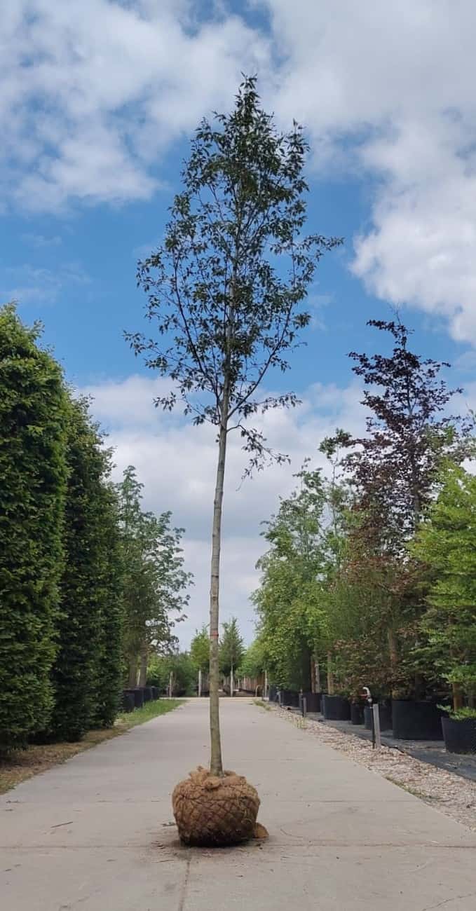 Geveerdbladige witte els | Hoogstam