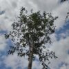 Geveerdbladige witte els | Hoogstam