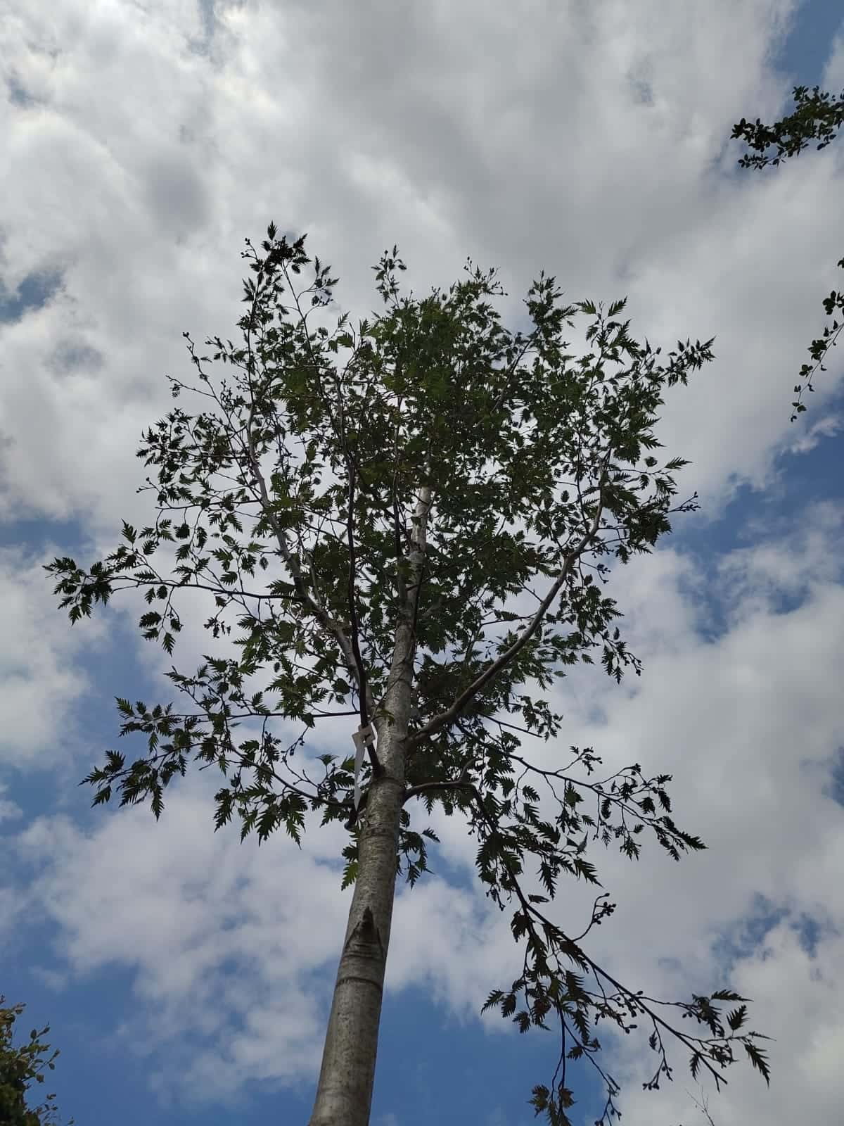 Geveerdbladige witte els | Hoogstam