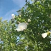 Hibiscus 'Bricutts' | Hoogstam