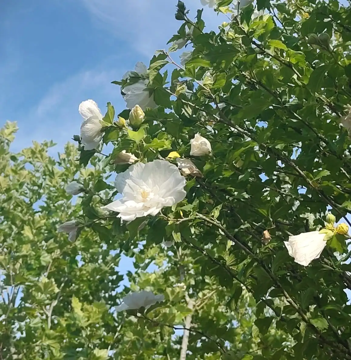 Hibiscus 'Bricutts' | Hoogstam