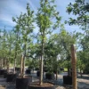 Appelboom 'Topaz' | Hoogstam