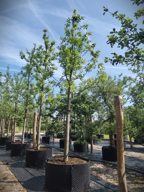 Appelboom 'Topaz' | Hoogstam