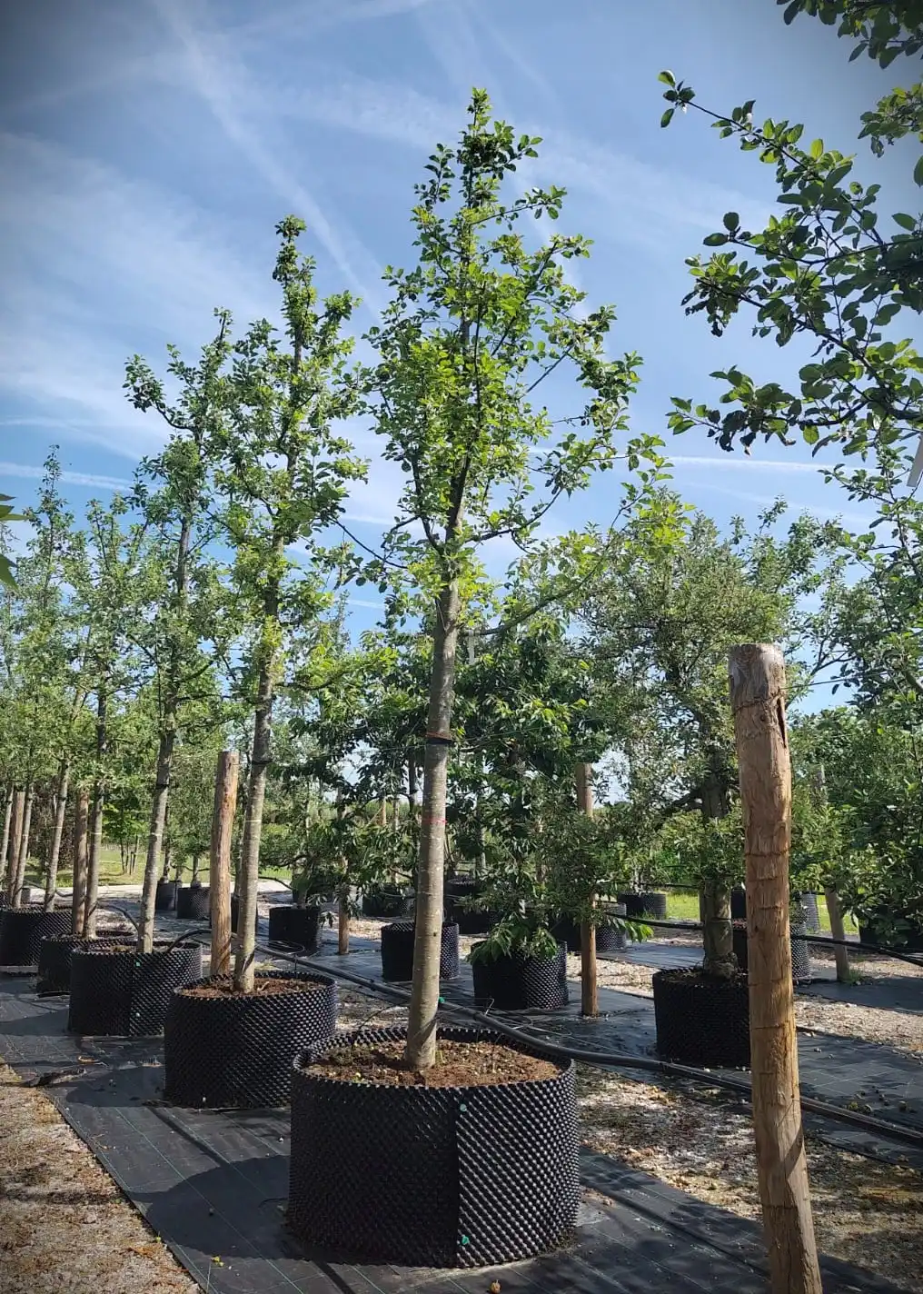 Appelboom 'Topaz' | Hoogstam