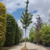 Japanse sierkers 'Rancho' | Laanboom
