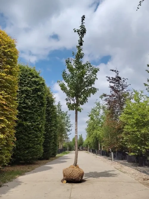Japanse sierkers 'Rancho' | Laanboom