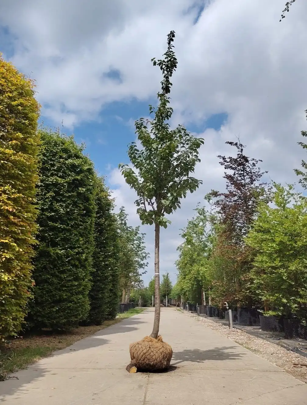 Japanse sierkers 'Rancho' | Laanboom