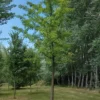 Japanse tempelboom (Ginkgo) | Hoogstam
