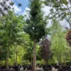 Japanse tempelboom (Ginkgo) | Hoogstam
