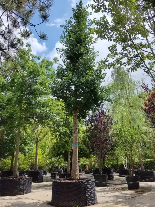 Japanse tempelboom (Ginkgo) | Hoogstam