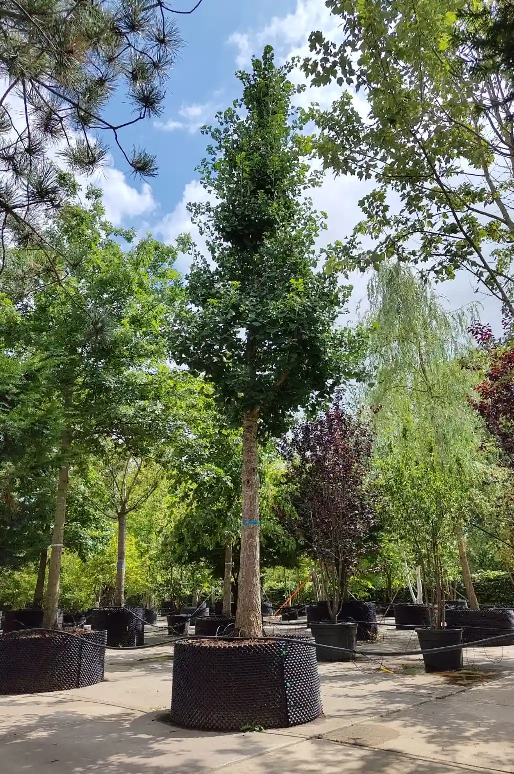 Japanse tempelboom (Ginkgo) | Hoogstam