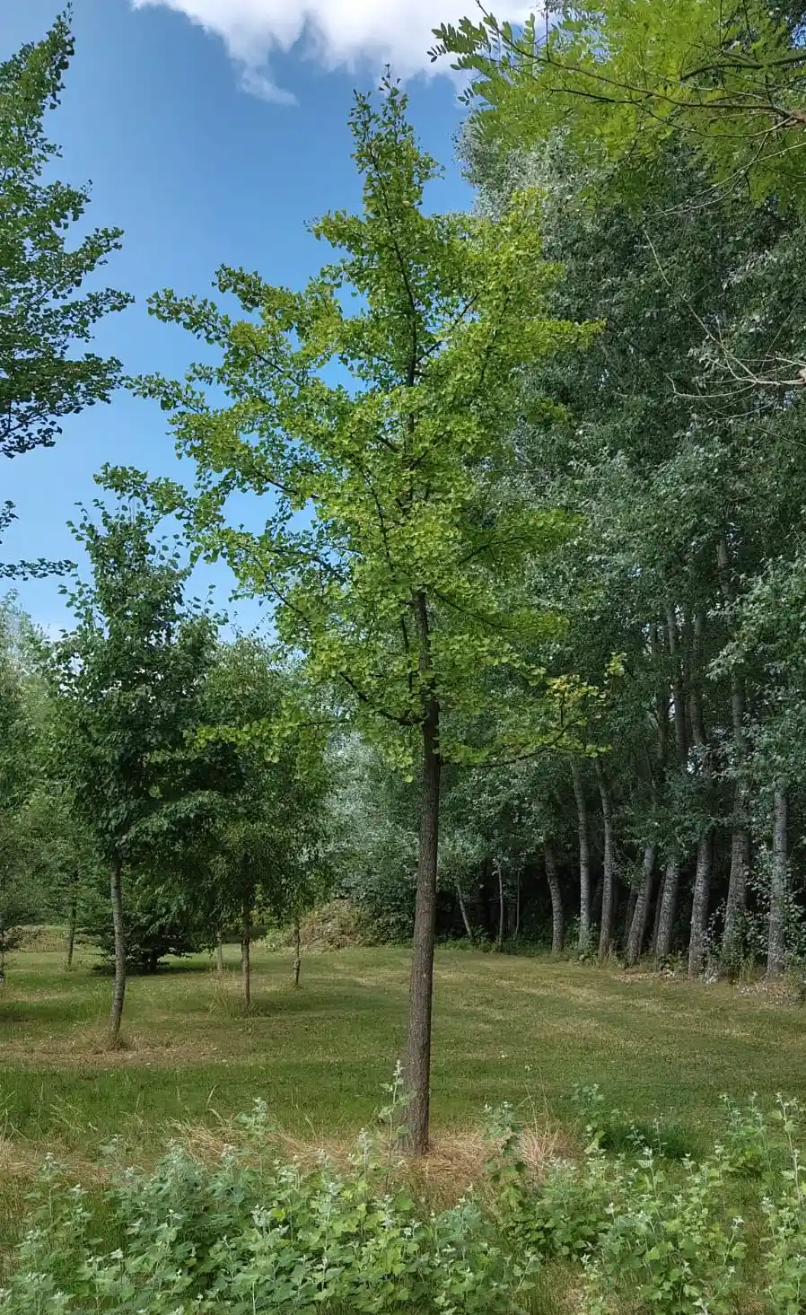 Japanse tempelboom (Ginkgo) | Hoogstam