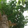 Japanse tempelboom (Ginkgo) | Hoogstam
