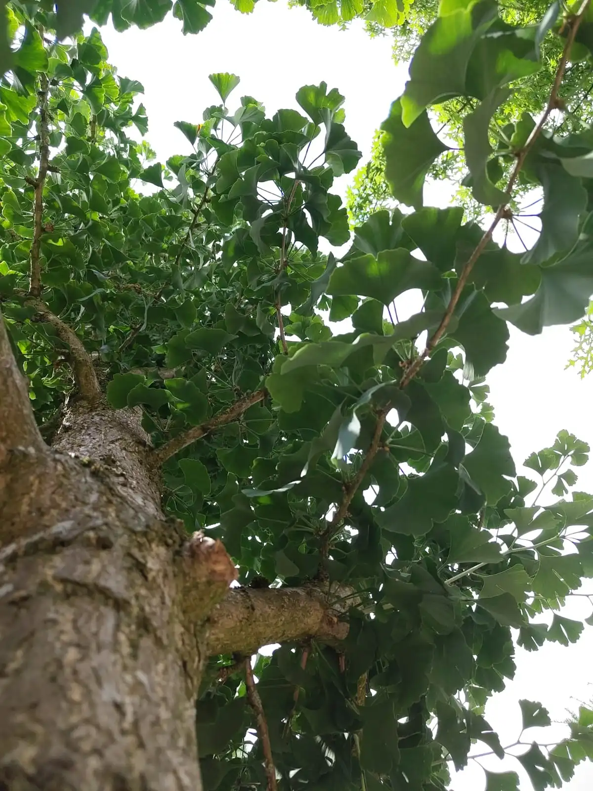 Japanse tempelboom (Ginkgo) | Hoogstam