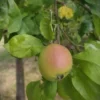 Karakteristieke Appelboom | Hoogstam