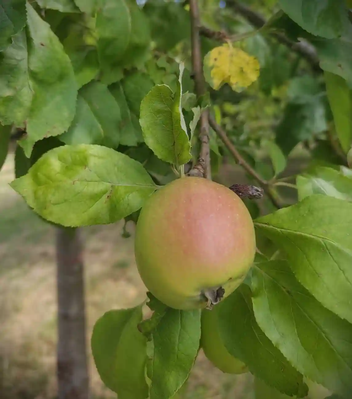Karakteristieke Appelboom | Hoogstam