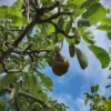Perenboom Saint Rémy | Hoogstam