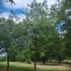Karakteristieke Appelboom | Hoogstam
