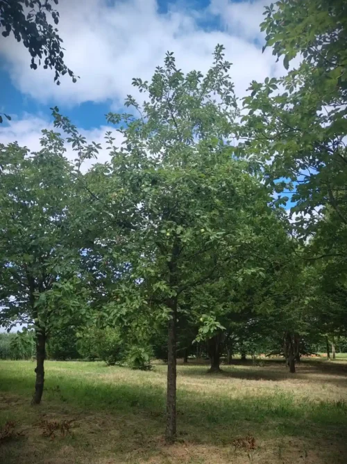 Karakteristieke Appelboom | Hoogstam