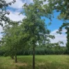 Karakteristieke Appelboom | Hoogstam