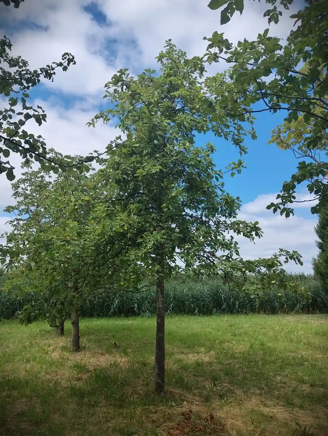 Karakteristieke Appelboom | Hoogstam