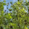 Amberboom 'Worplesdon' | Hoogstam