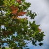 Veldesdoorn 'Red Shine' | Laanboom