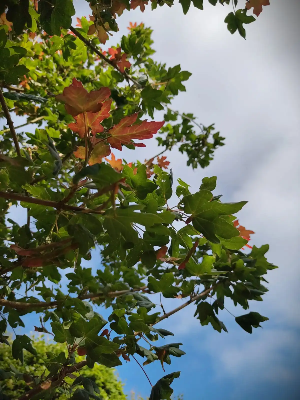 Veldesdoorn 'Red Shine' | Laanboom