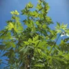 Zilveresdoorn | Laanboom