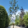 Rondbladige storaxboom | Laagstam