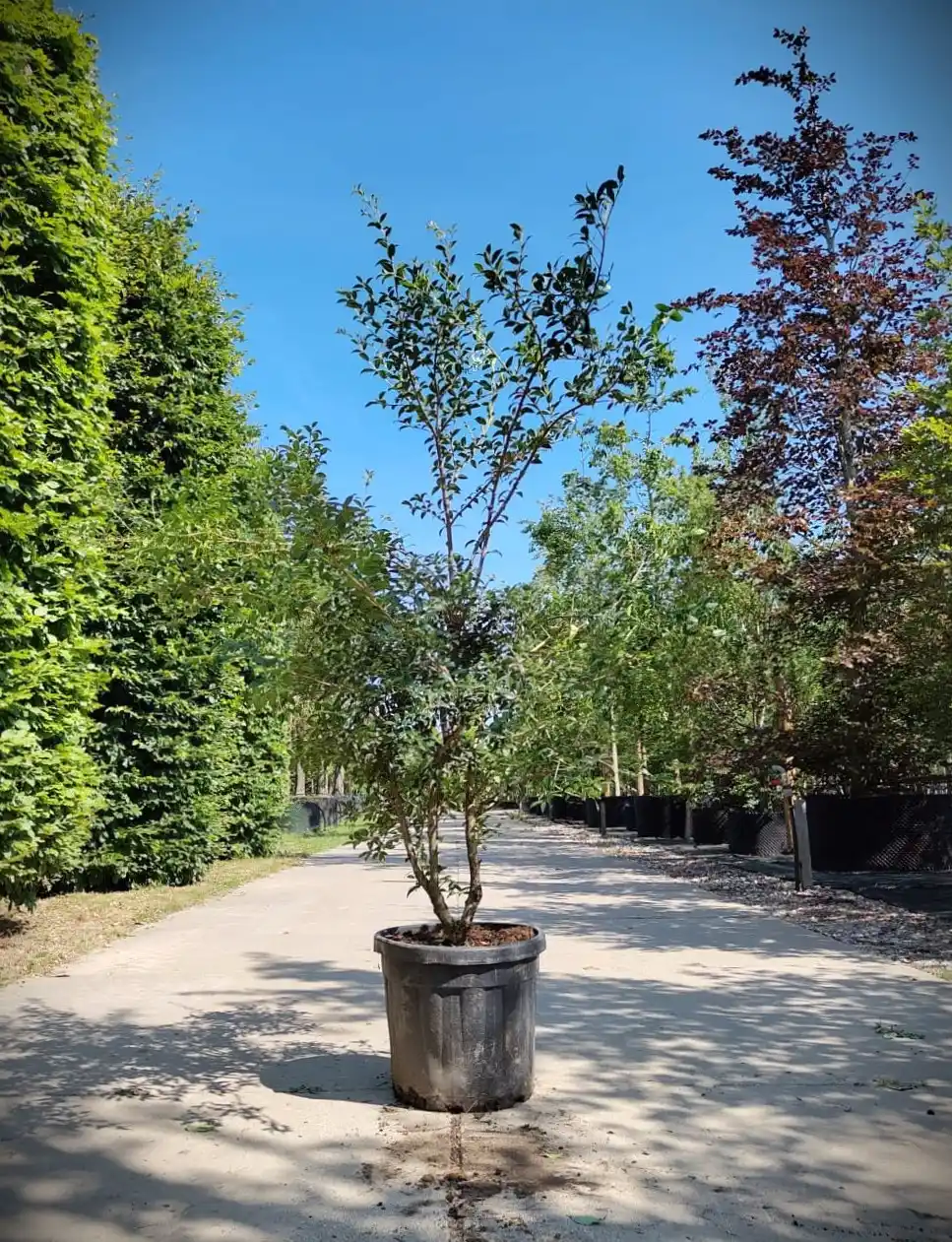 Schijnhulst | Meerstammig