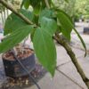 Meloenboompje | Meerstammig