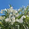 Oleander | Struik