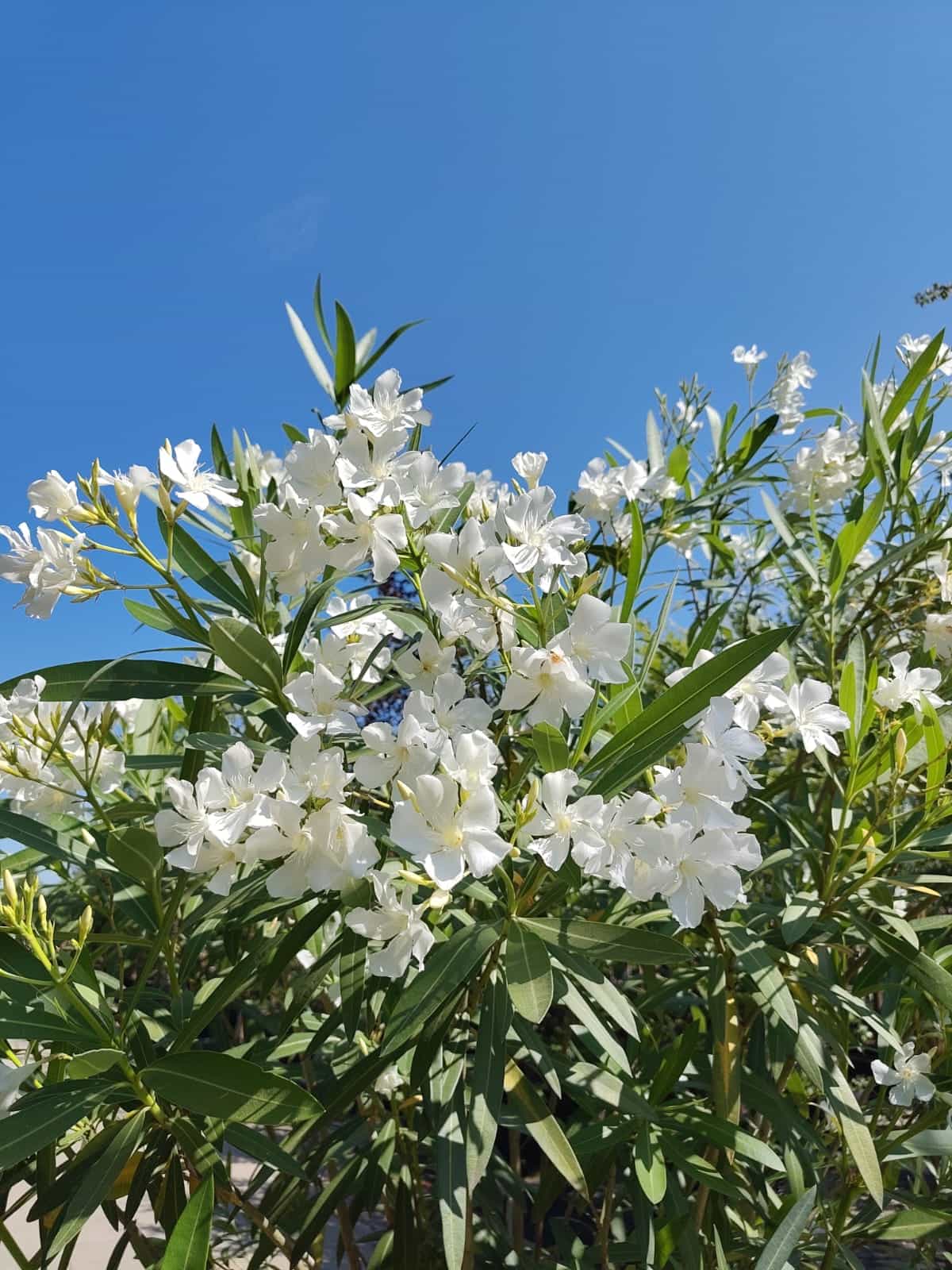 Oleander | Struik