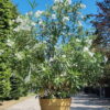 Oleander | Struik