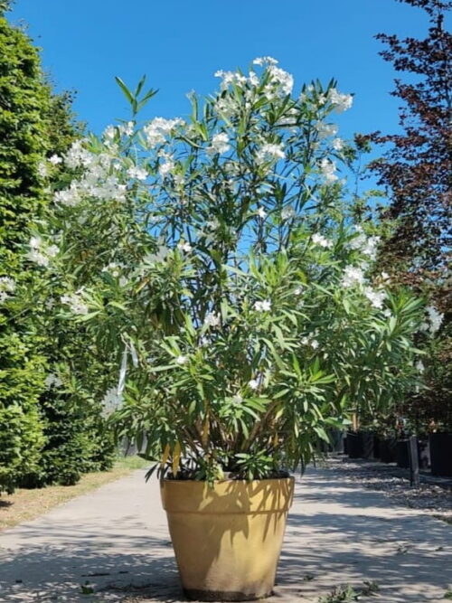 Oleander | Struik