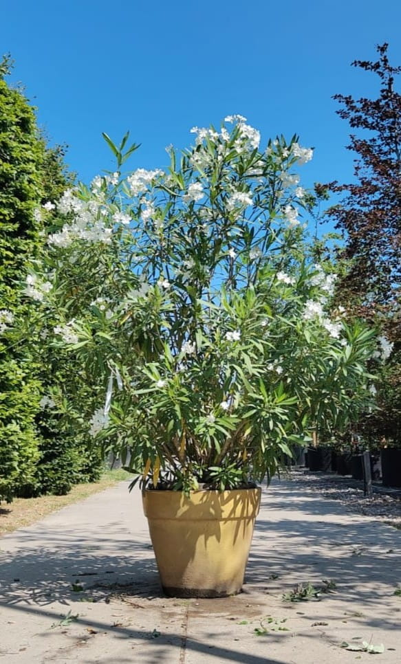 Oleander | Struik
