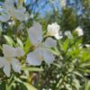 Oleander | Struik
