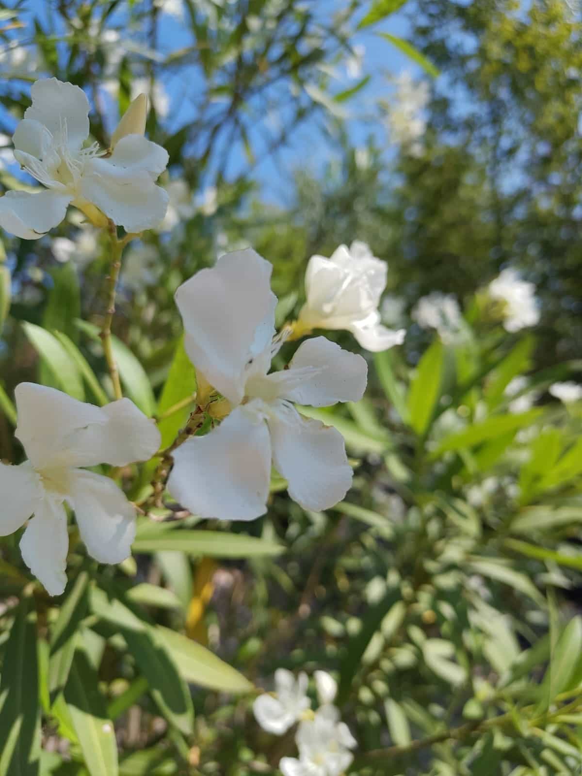 Oleander | Struik