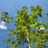 Plataan 'Tremonia' | Laanboom